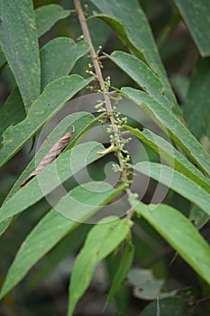 Trema orientale also called Trema orientalis, Cannabaceae, charcoal tree, Indian charcoal tree leaves. Extracts from leaves of r