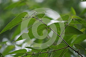 Trema orientale leaves. Extracts from leaves of related species (Trema guineense) showed anti-arthritic.