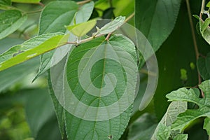 Trema orientale leaves. Extracts from leaves of related species (Trema guineense) showed anti-arthritic.