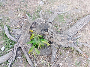 trembesi tree growing