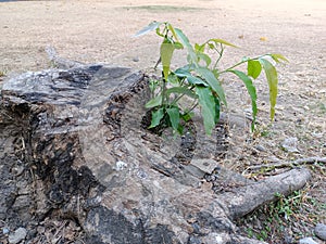 trembesi tree shoots