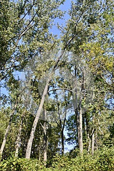 Trembling Aspen (Populus tremuloides) trees and blue sky along hiking trail at Presqu\'ile