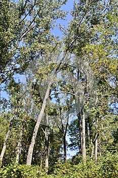 Trembling Aspen (Populus tremuloides) trees and blue sky along hiking trail at Presqu\'ile photo