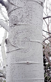 Trembling aspen with tent caterpillar