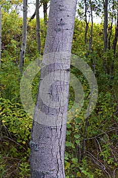 Trembling Aspen Tree Bark  816225 photo