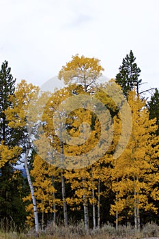 Trembling Aspen Trees   705155