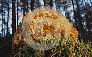Tremella foliacea Edible mushroom