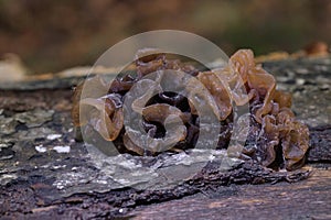 Tremella foliacea is a species of fungus in the family Phaeotremellaceae.