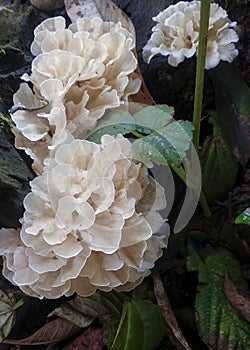 Tremella Fuciformis, Snow Fungus