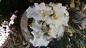 Tremella fuciformis is a species of the Heterobasidiomycetes (jelly fungus) class.