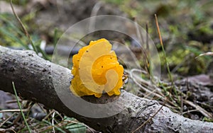Tremella mesenterica