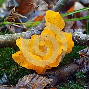 Tremella mesenterica fungus photo