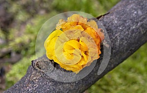 Tremella mesenterica is a common jelly fungus in the family Tremellaceae of the Agaricomycotina.