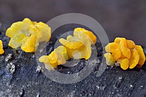 Tremella mesenterica is a common jelly fungus in the family Tremellaceae of the Agaricomycotina.