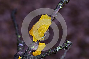 Tremella mesenterica is a common jelly fungus in the family Tremellaceae of the Agaricomycotina.