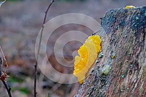 Tremella mesenterica common names include yellow brain, golden jelly fungus, yellow trembler