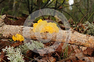 Tremella mesenterica fungus photo