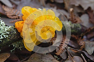 Tremella mesenterica or golden jelly fungus