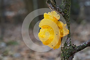 Tremella mesenterica mushroom in deciduous forest. photo