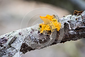 Tremella mesenterica - mushroom known as yellow brain photo