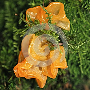 Tremella mesenterica mushroom (yellow brain, golden jelly fungus, witches' butter) among moss, super macro