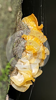 Tremella mesenterica mushroom (yellow brain, golden jelly fungus, witches' butter), super macro
