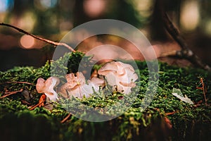 Tremella mesenterica white trembling fungus mushroom in colourful autumn forest