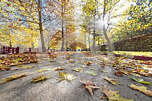 Tremendous colors with autumn season plane and tree leaves