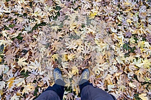 Tremendous colors with autumn season plane and tree leaves