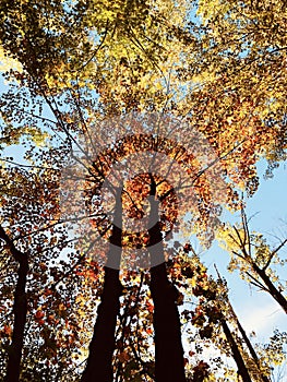 Tremendous fall foliage in the autumn sun - TREES - FALL