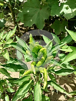 Tremendous lush chilly plant with its leaves photo