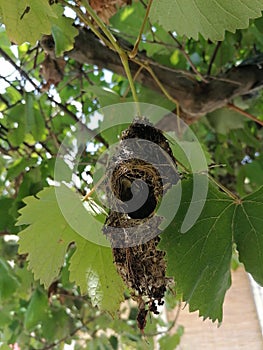 Tremendous nest of bird photo