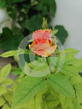 Tremendous rose with its gorgeous stem photo