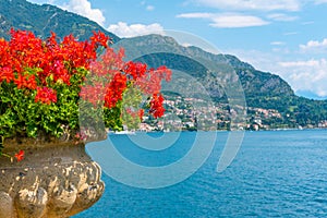 Tremezzo viewed behind flowers, Italy