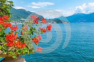 Tremezzo viewed behind flowers, Italy