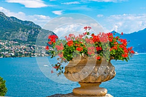 Tremezzo viewed behind flowers, Italy