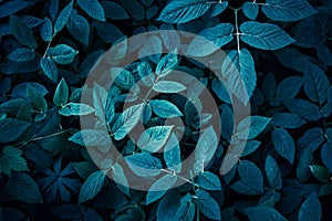 Trend dark blue background with leaves. Plant in shadow. Copyspace for design