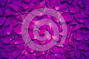 Trendy color ultra violet concept. Ultraviolet rose flower water drops abstract background.