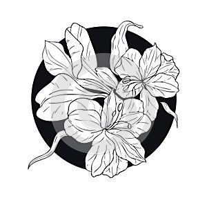 Trendy black and white vector illustration with circle, lilies, leaves, buds.