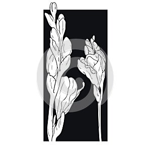 Trendy black and white vector illustration with rectangle, flowers, buds.