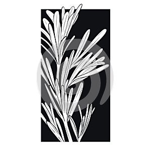 Trendy black and white vector illustration with rectangle, rosemary, leaves.