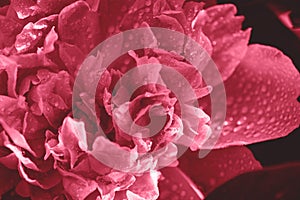 Trendy color 2023 viva magenta red toned of beautiful peony flower background.