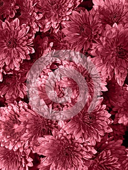 Trendy color 2023 viva magenta red toned of top view of flowers chrysanthemum floral natural wallpaper.