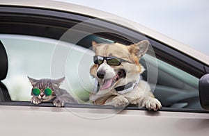 Trendy Corgi dog and a tabby cat in sunglasses poked their muzzles and paws out of the window of a passing car during the ride