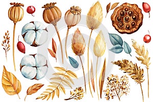 Trendy dried flora. img