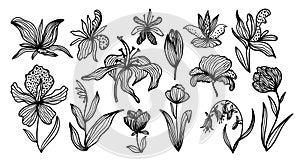 Trendy floral set. Hand drawn doodle contour lines of fantastic plants and flowers. Lilies, orchids, poppies and tulips