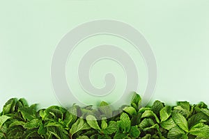 Trendy green background with fresh mint leaves border at the bottom