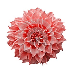 Trendy pink-orange or coral colored Dahlia flower the tuberous garden plant isolated on white background with clipping path