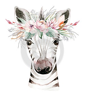 A trendy poster with a zebra. Watercolor cartoon zebra savanna animal illustration. Jungle savannah tropical exotic
