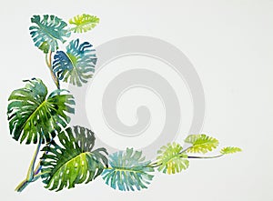 Trendy Summer Tropical Leaves of monstera. Watercolor painting